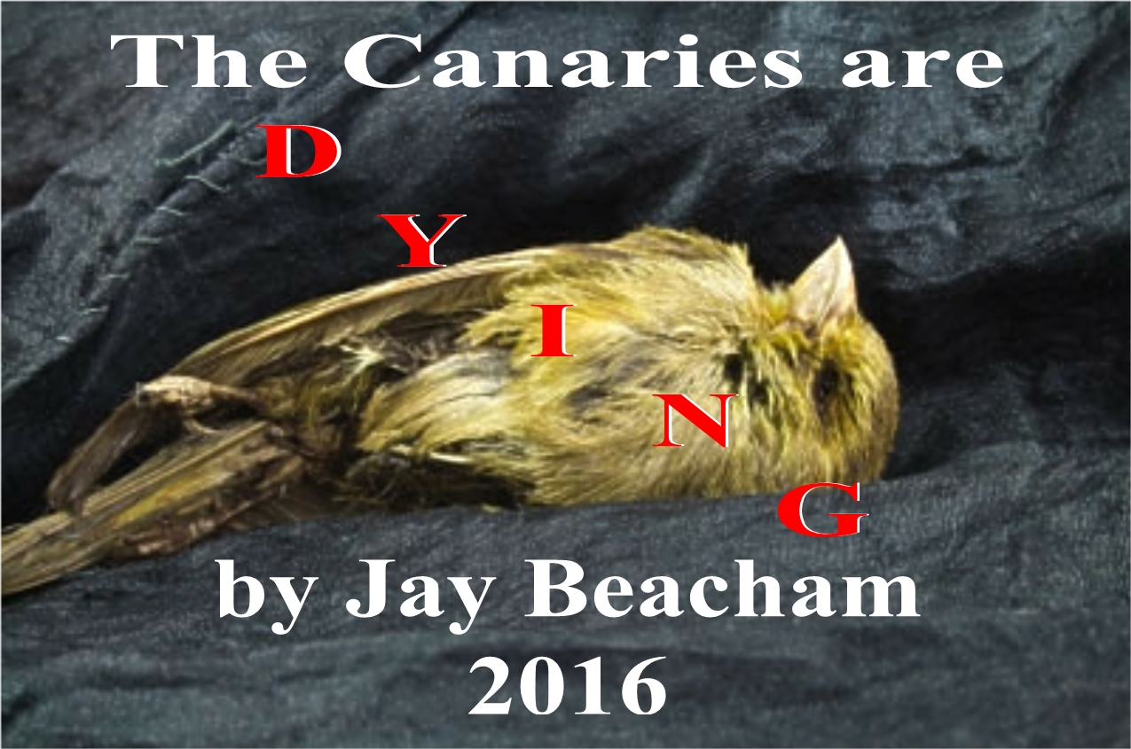 canaries3